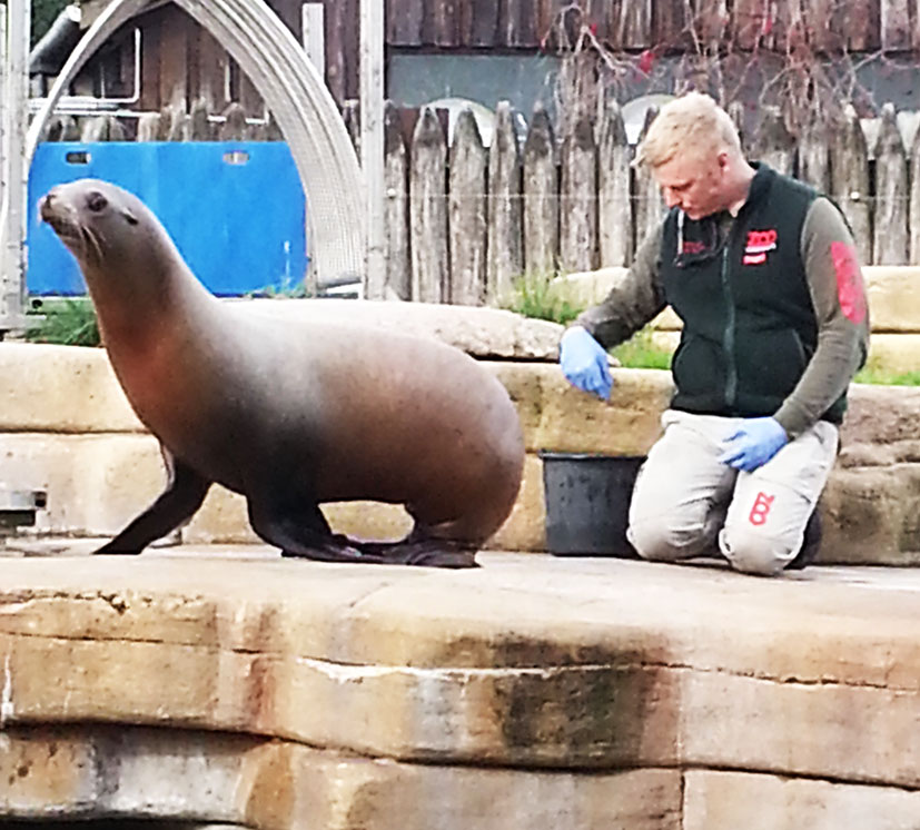 training-sea-lion