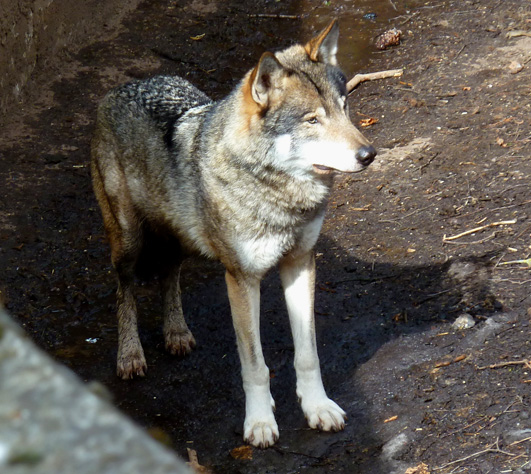 wolf