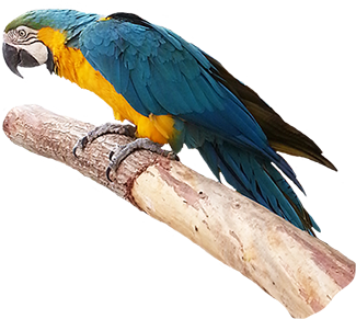 blue parrot clip art