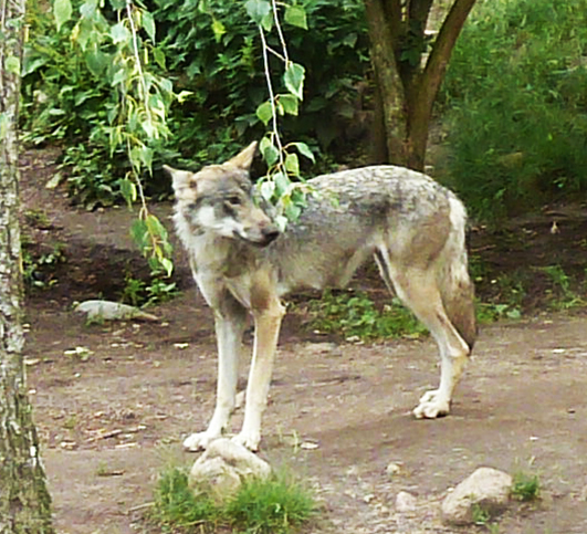 picture of wolf