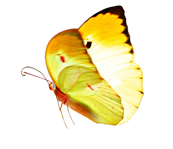 small yellow butterfly clipart