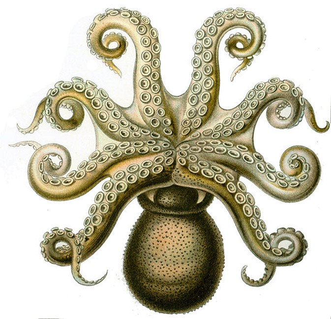 octopous-clipart-octopus-vulgaris