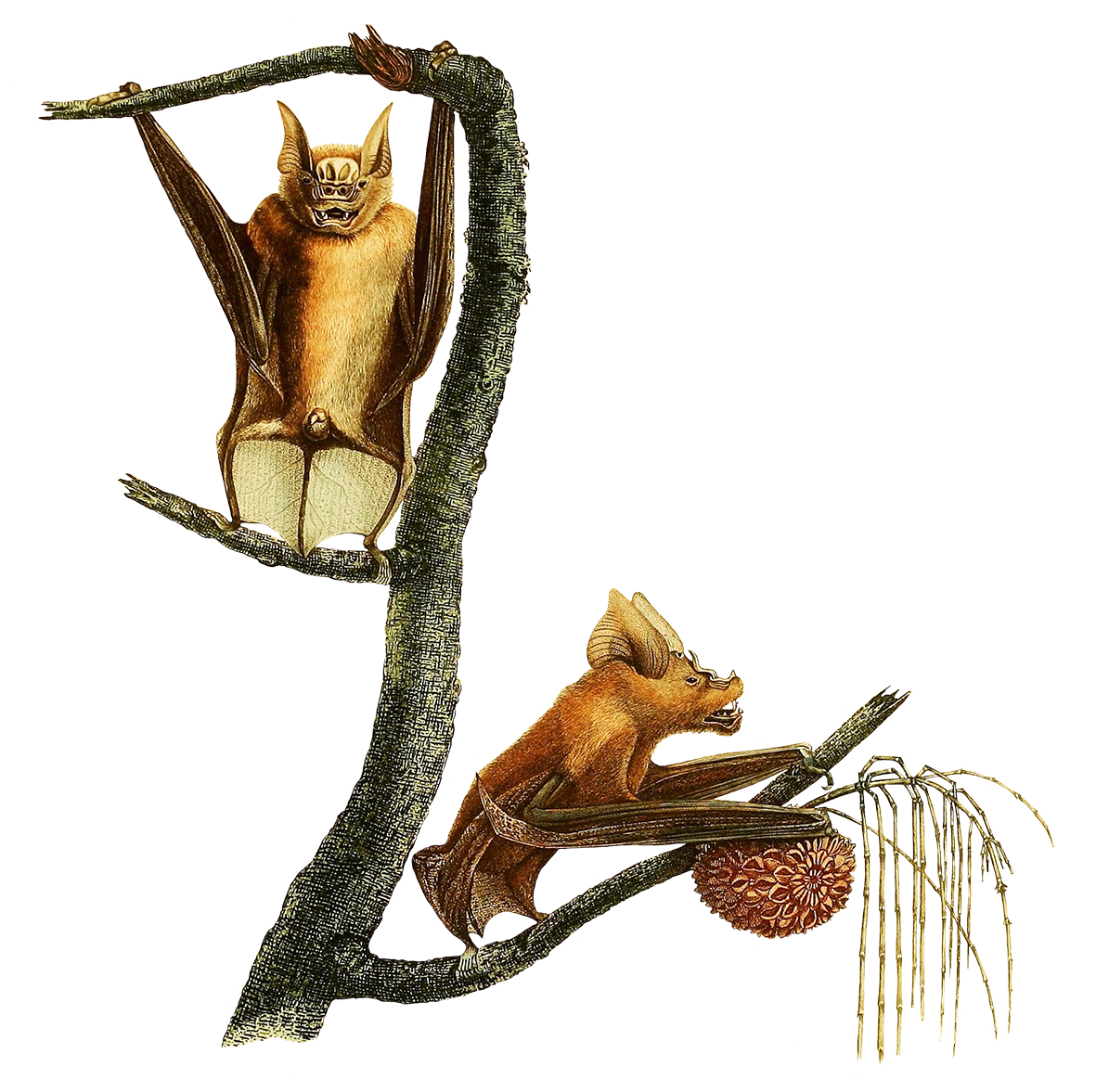 two fruit bats in a tree