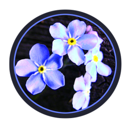 blue spring flowers in circle