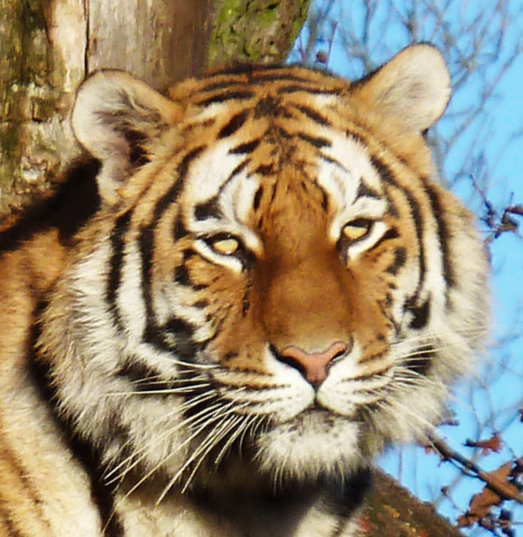 tiger head close up