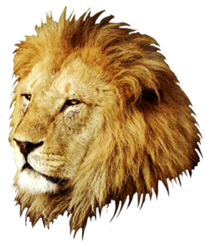 male lion head