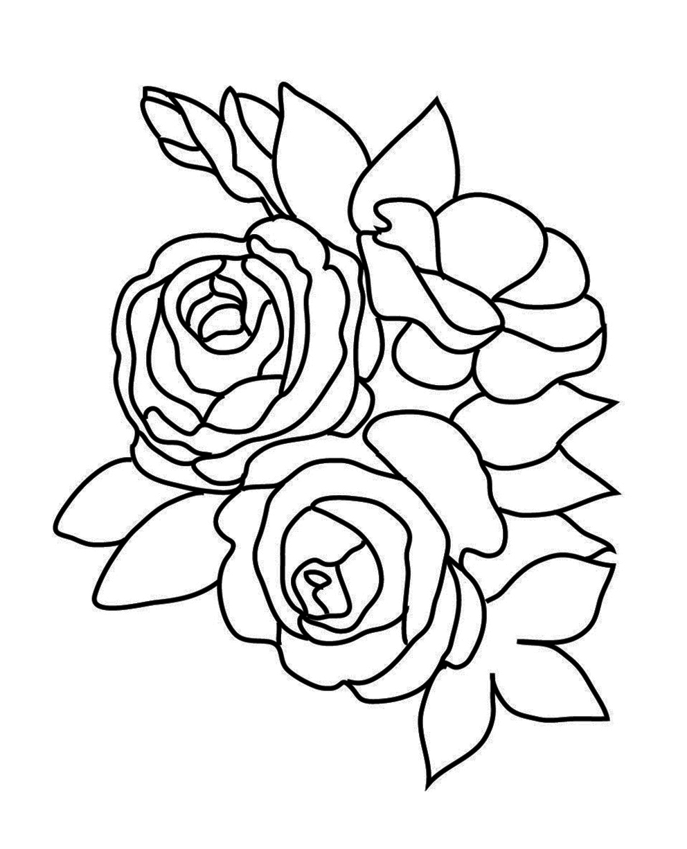 rose sketch three roses