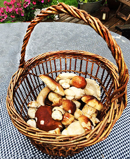 fall picture of boletes in basket