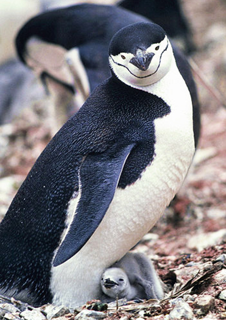 baby penguin with chinstrap mother penguin