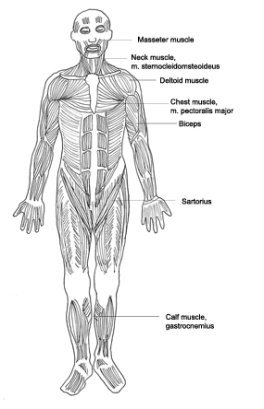 medical clip art muscles diagram designation