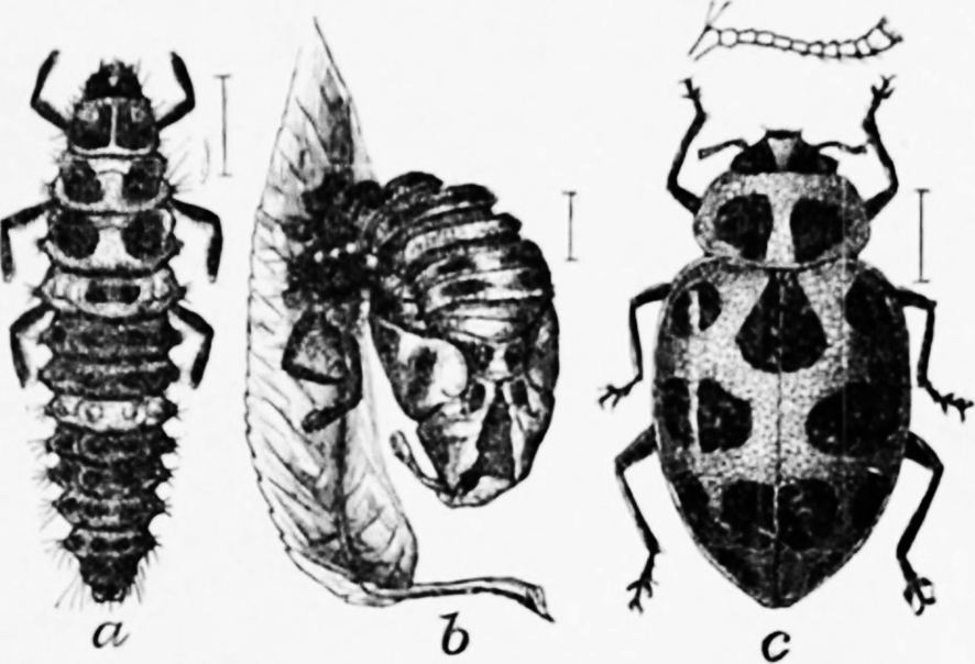 old drawing ladybug larvae pupa