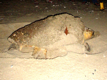 loggerhead female building nest at night