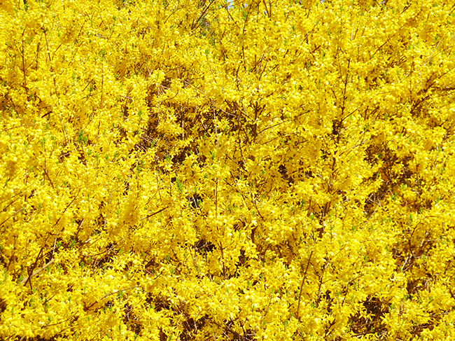 forsythia in bloom in spring