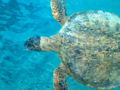 swimming green turtle ocean
