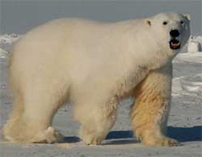 male polar bear ice