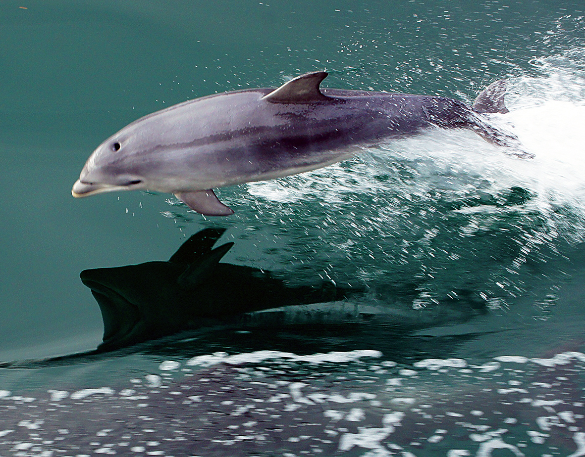 bottlenose dolphin picture