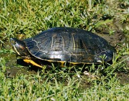 turtle-pictures-painted-turtle-in-grass