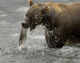 bear pictures brown bear fishing