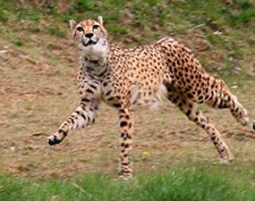 Gepard runnning for meat