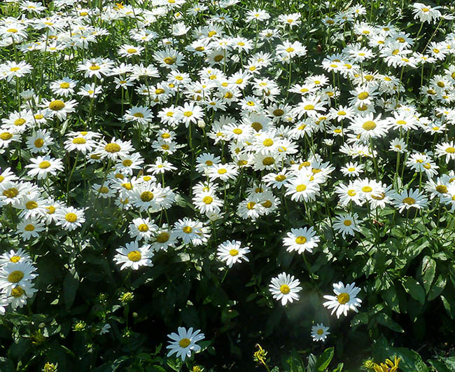 white daisies
