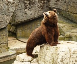 Beautiful Brown bear