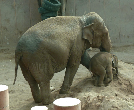 Baby elephant with mother