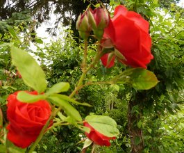 red roses and leaves