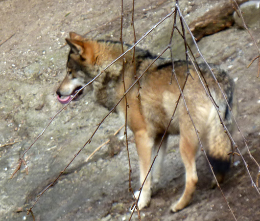 Picture of wolf in zoo