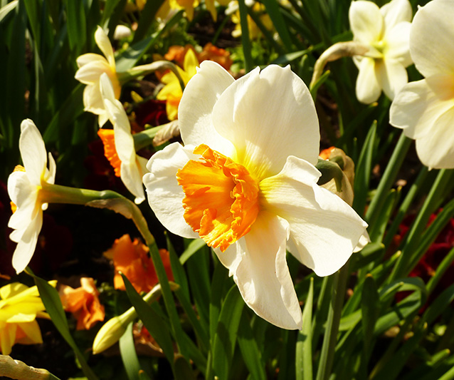 Narcissus
