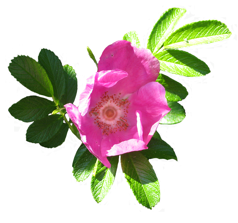 blooming dog rose image