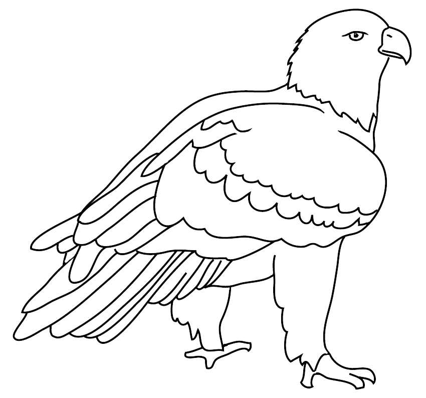 Eagle drawing outlined