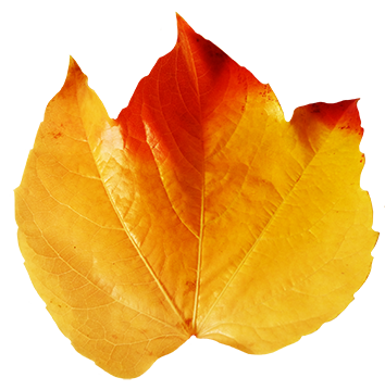 autumn clipart leaf red yellow