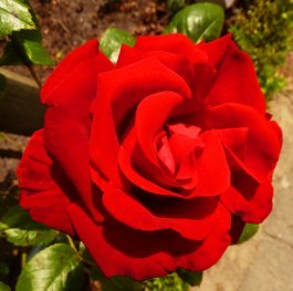 red summer rose photo