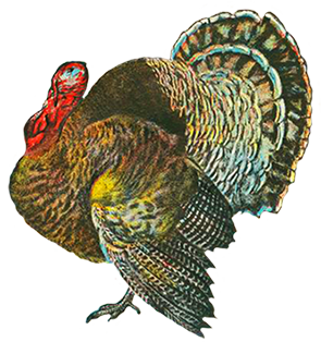 Turkey clip art old vintage