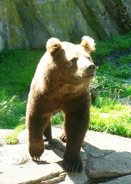 Walking bear