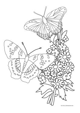 butterflies and flowers