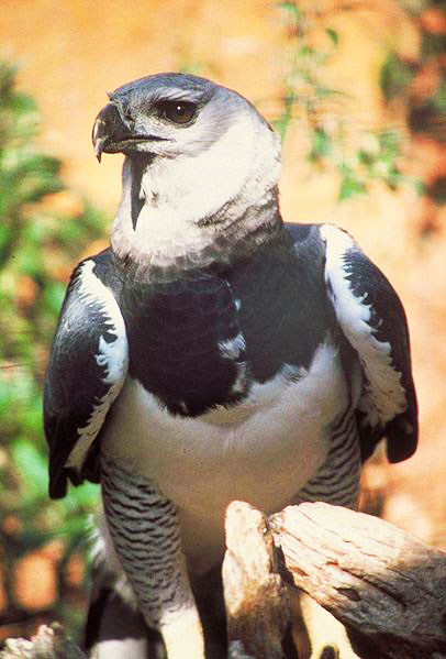 pictures of birds Harpyia