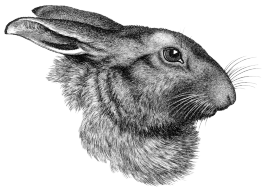 drawing of hare head
