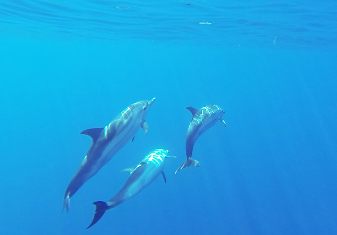 dolphin pod