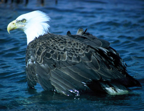 bald eagle bird in water