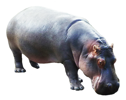 hippopotamus graphics