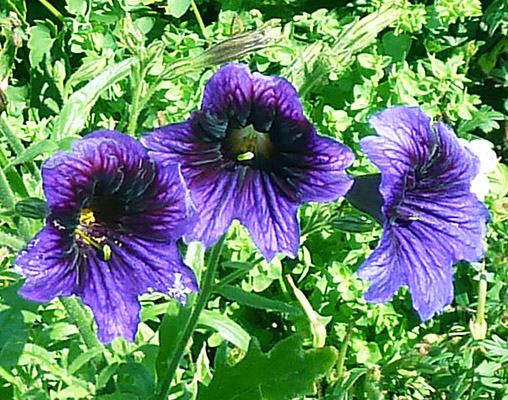 green leaves surrounding blue flowers