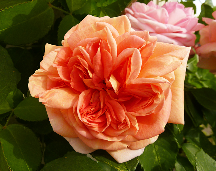 strange orange rose clip art