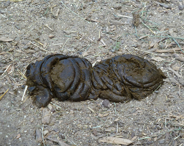 cowshit