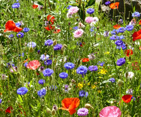my favorite season flowers