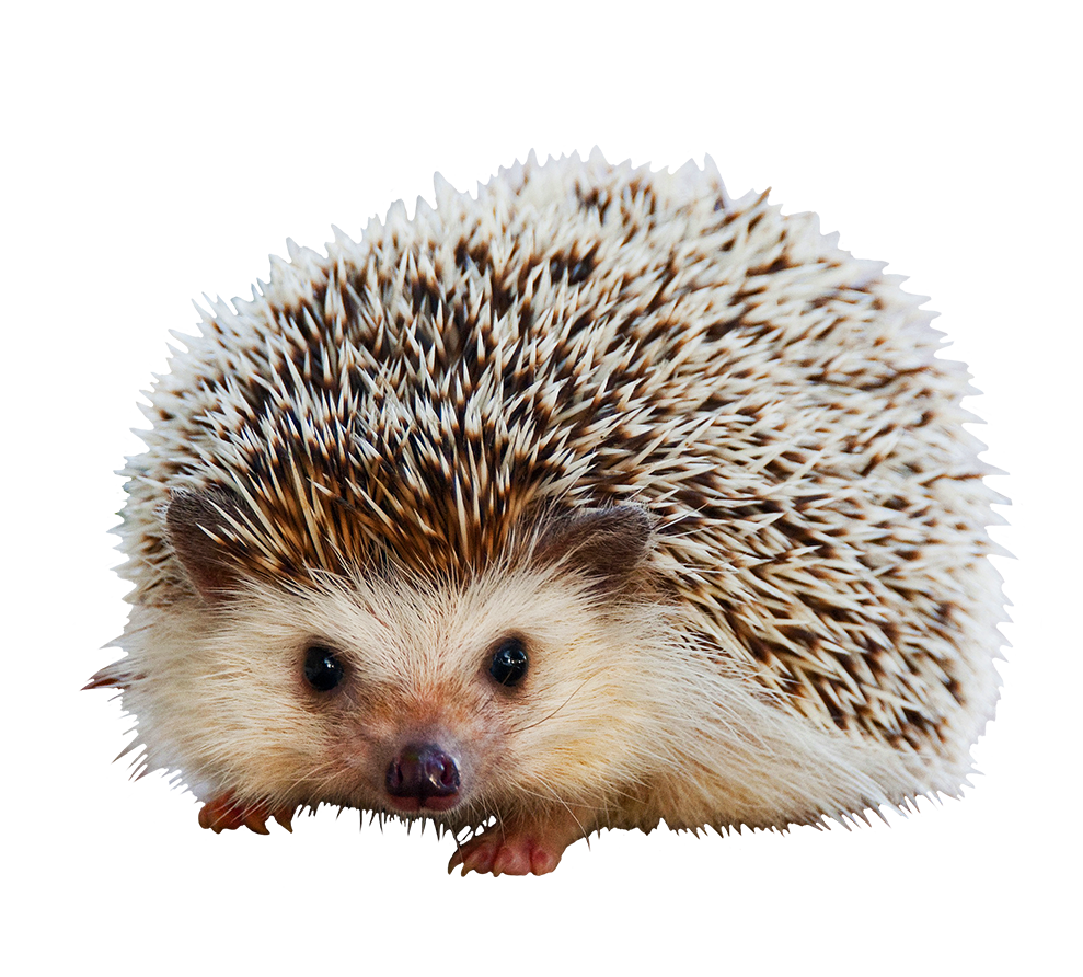 hedgehog clipart cute animal