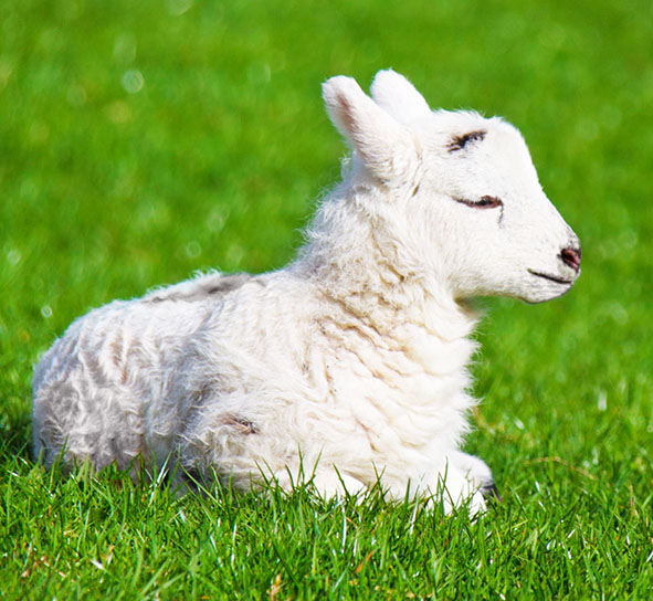 new born lamb in spring