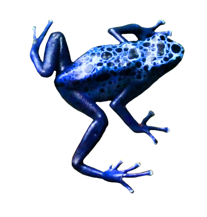 small blue frog