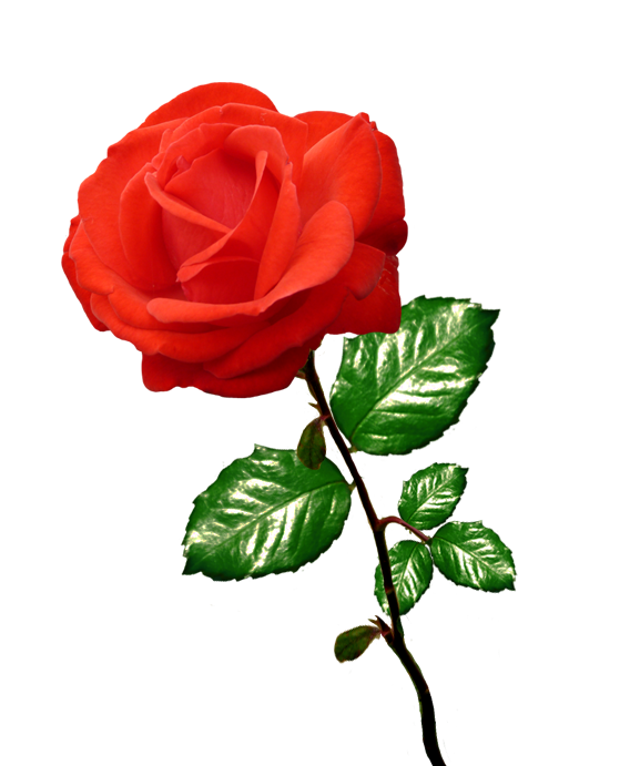 red rose clipart long stalk