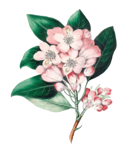 apple blossoms digital scrapbooking